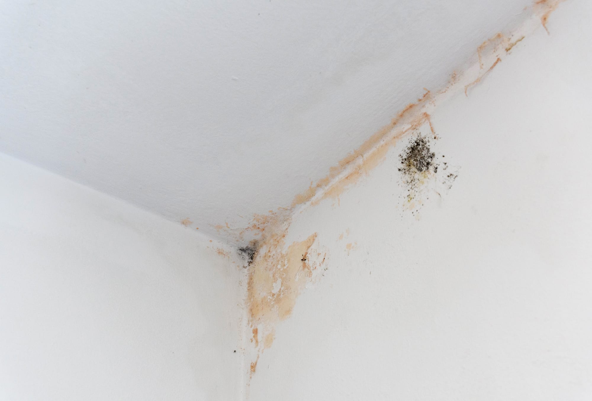 Black mold growing on a damp basement wall showing the effects of high humidity
