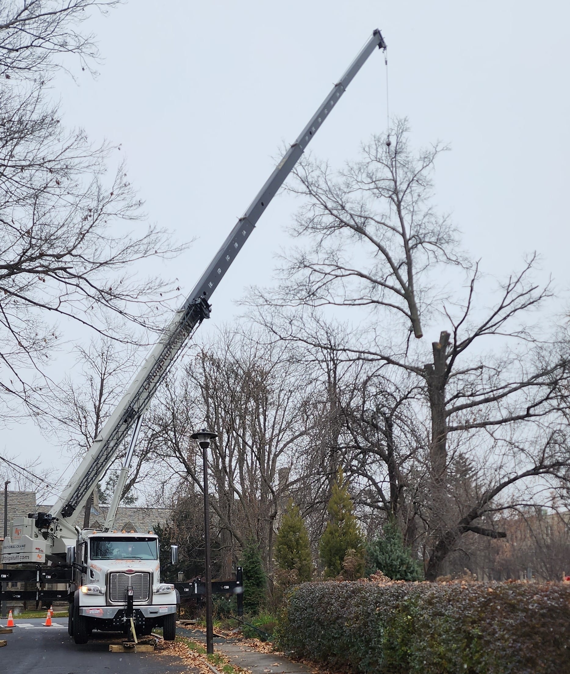 Crane truck lifts large tree limb during urban removal with safety cones marking active work zone.