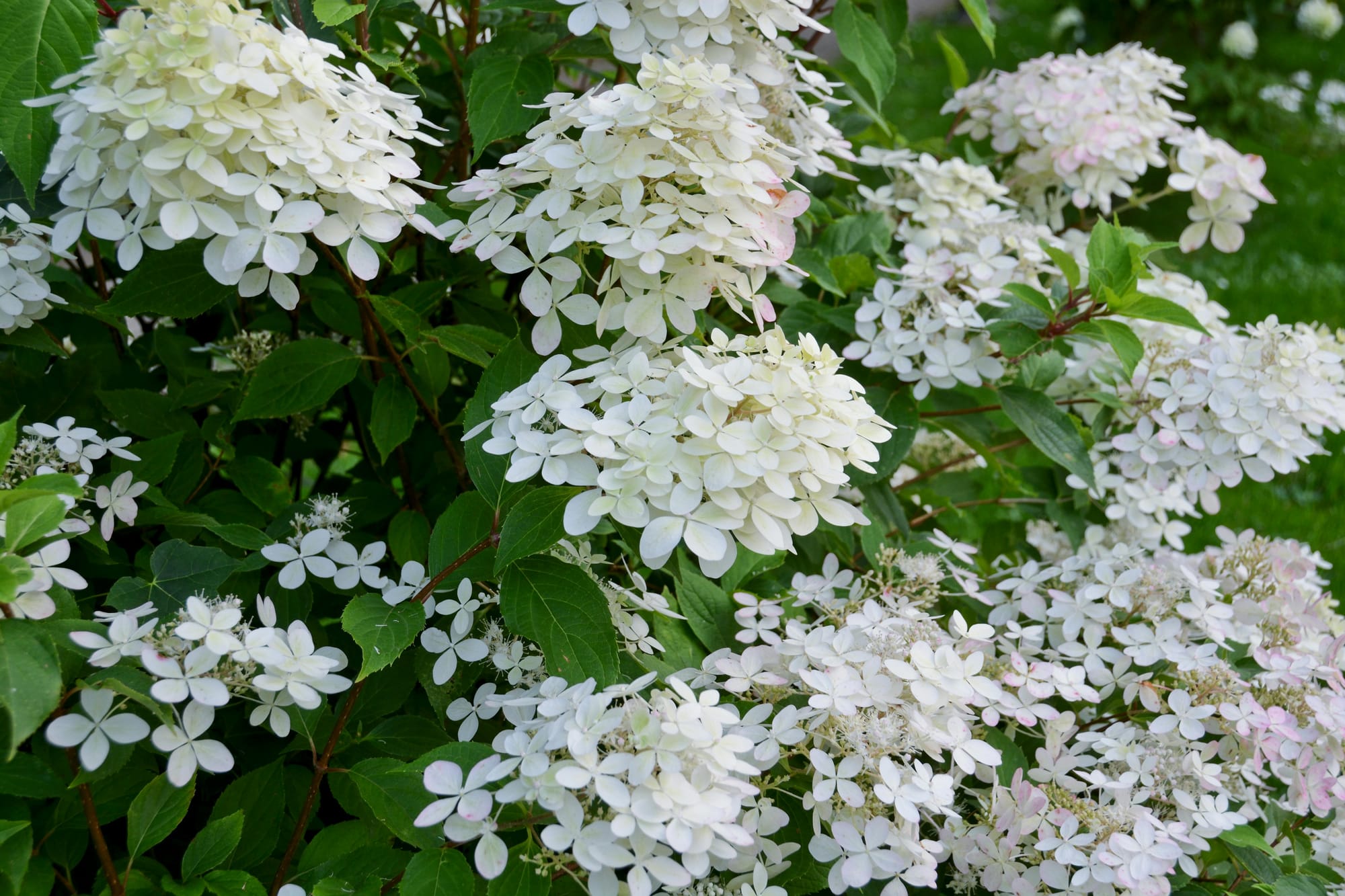 Cluster of blooming white hydrangea flowers with delicate, rounded petals and lush green leaves; some blossoms show a faint pink tint, adding subtle variation to the dense floral arrangement in a natural garden setting.
