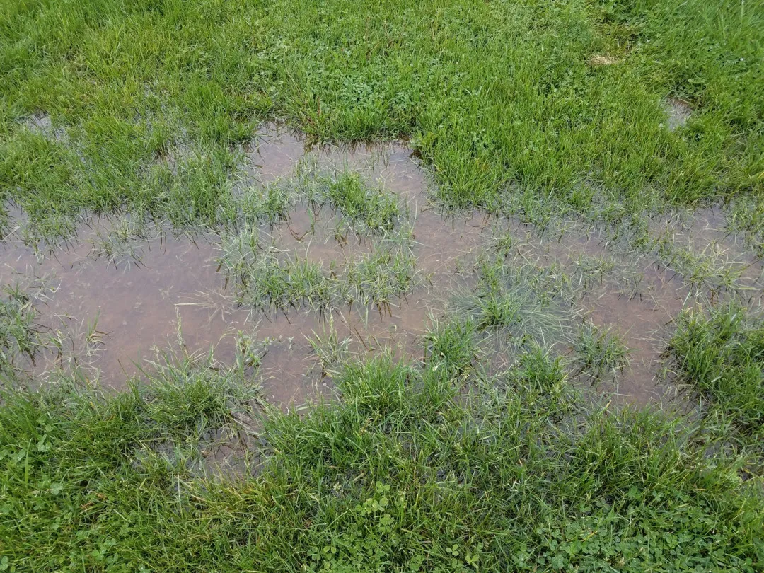 Waterlogged lawn with standing puddles and saturated grass, showing poor drainage after rainfall.