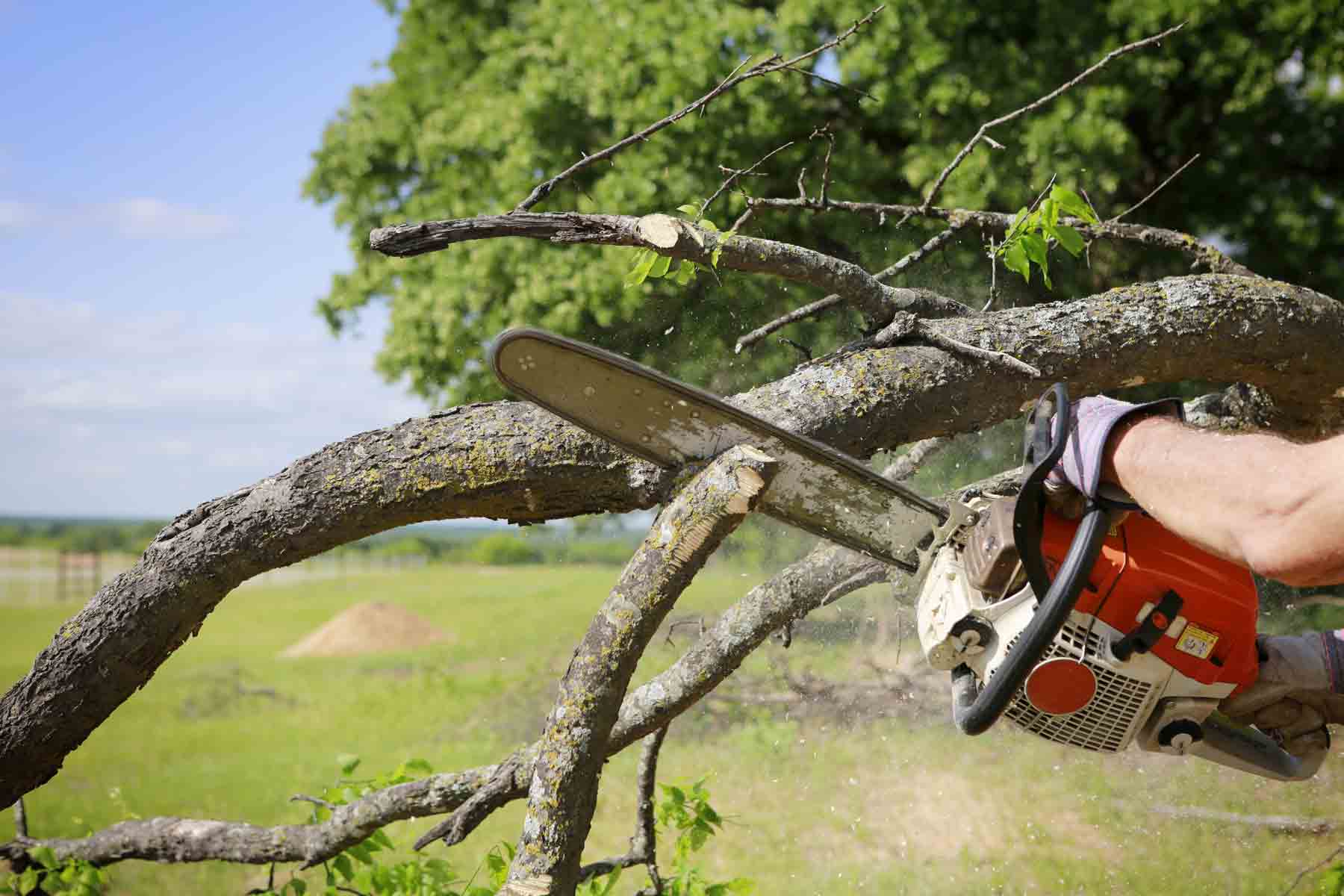 Worker in helmet and ear protection trims mossy tree branch from aerial lift using chainsaw on clear day.